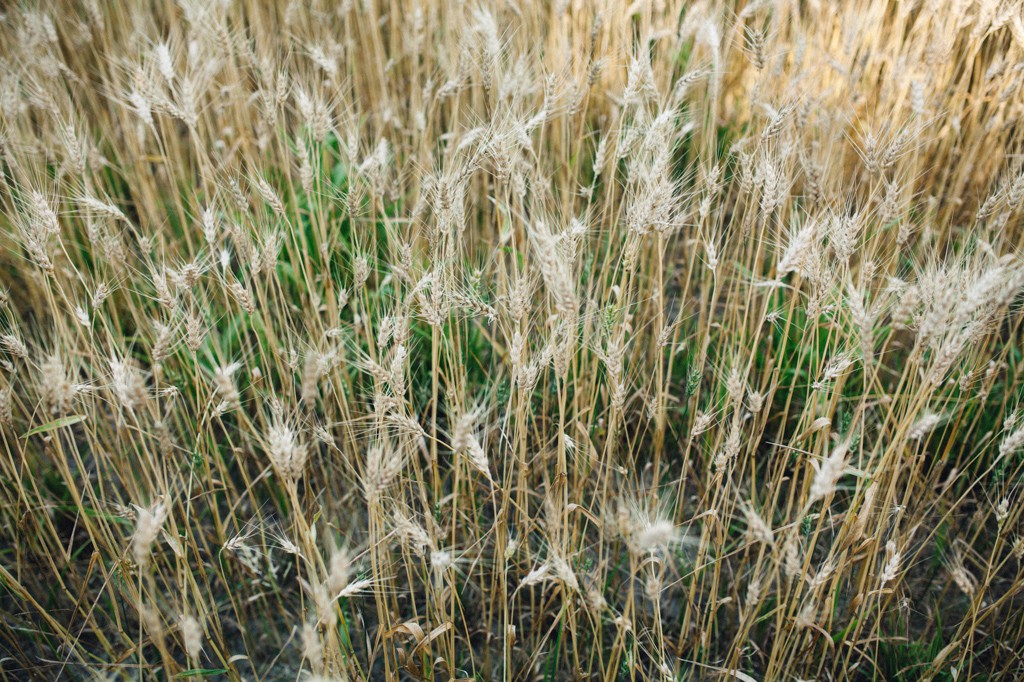 julia kinnunen photography, wedding, seattle, getting ready, maplehurst farm