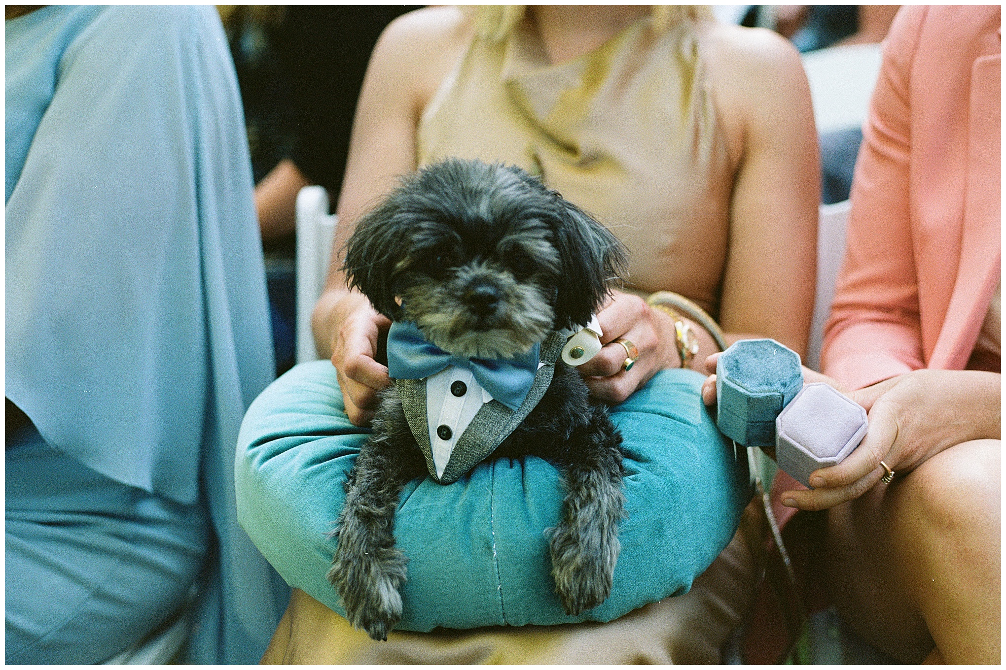 The couple's dog, dressed as a ring bearer, sitting on a blue cushion, holding a ring box.