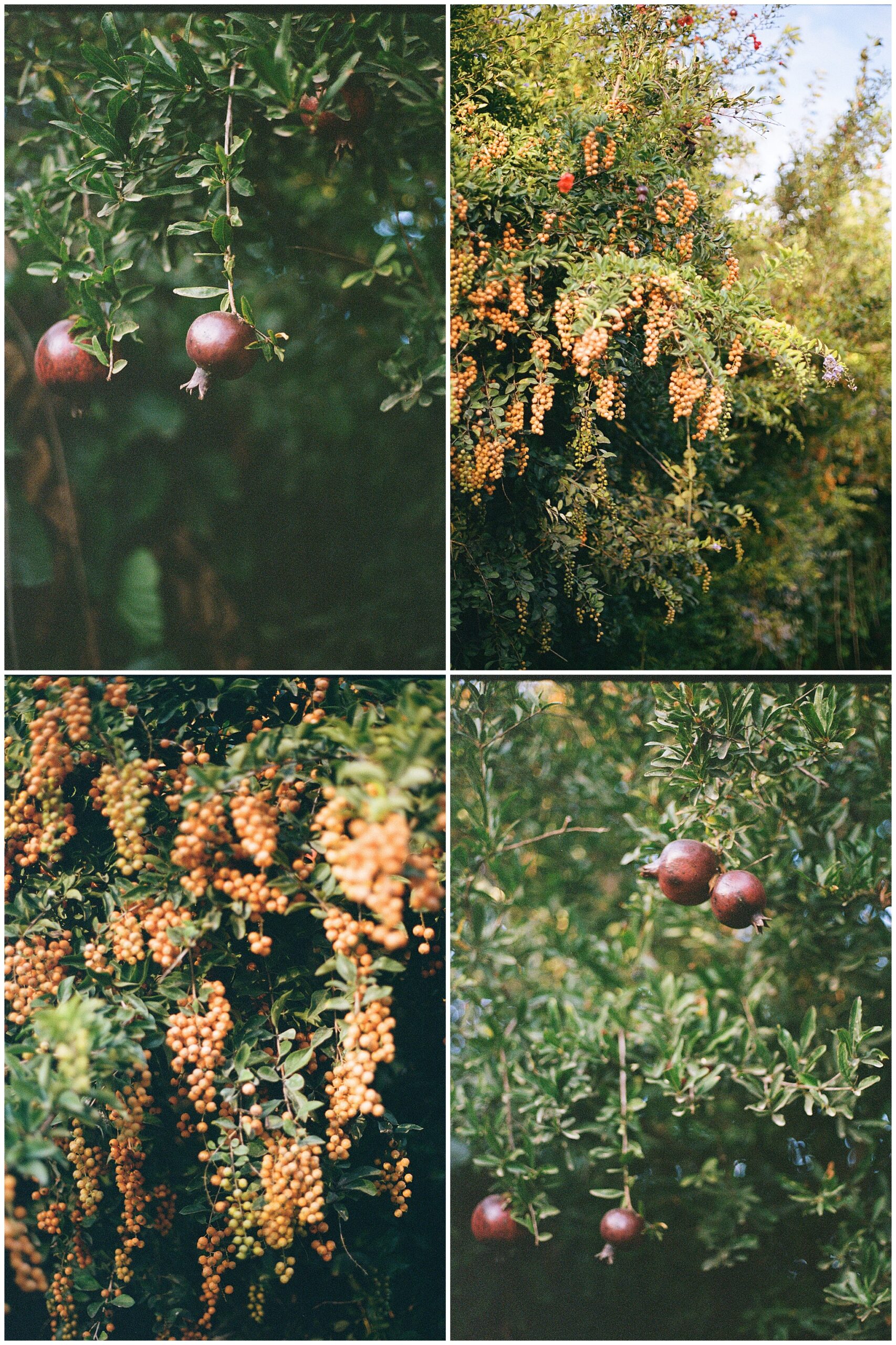 Pomegranate fruits hanging from branches alongside golden clusters of berries on lush green foliage.