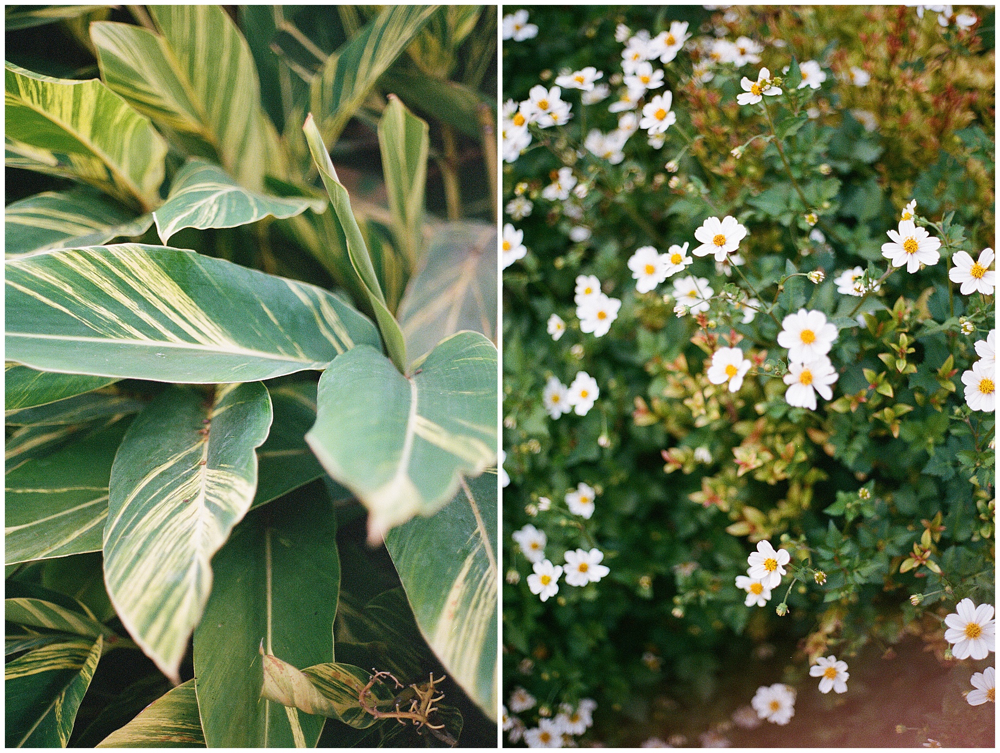 Vibrant green foliage with striped leaves next to white flowers blooming in the garden.